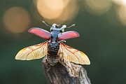 Hirschkäfer, Lucanus cervus