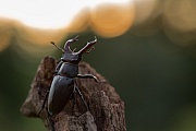 Hirschkäfer, Lucanus cervus