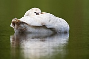 Höckerschwan, Cygnus olor