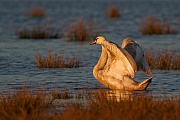 Höckerschwan, Cygnus olor