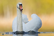 Höckerschwan, Cygnus olor