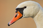 Höckerschwan, Cygnus olor