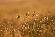 Hohe Schlüsselblume, Primula elatior