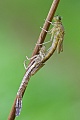 Hufeisen-Azurjungfer , Coenagrion puella
