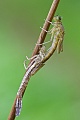 Hufeisen-Azurjungfer , Coenagrion puella