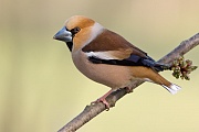 Kernbeißer, Coccothraustes coccothraustes