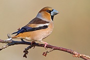 Kernbeisser, Coccothraustes coccothraustes