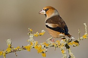 Kernbeisser, Coccothraustes coccothraustes