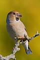 Kernbeisser, Coccothraustes coccothraustes