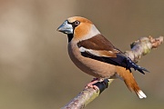 Kernbeißer, Coccothraustes coccothraustes