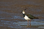 Kiebitz, Vanellus vanellus