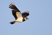 Kiebitz, Vanellus vanellus