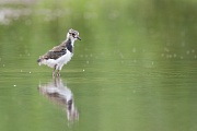 Kiebitz, Vanellus vanellus