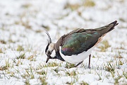 Kiebitz, Vanellus vanellus