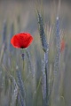 Klatschmohn, Papaver rhoeas