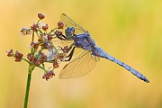 Kleiner Blaupfeil, Orthetrum coerulescens