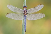 Kleiner Blaupfeil, Orthetrum coerulescens