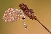 Kleiner Feuerfalter, Lycaena phlaeas