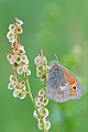 Kleines Wiesenvögelchen, Coenonympha pamphilus