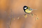 Kohlmeise, Parus major