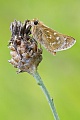 Komma-Dickkopffalter, Hesperia comma