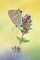 Kreuzdorn-Zipfelfalter, Satyrium spini