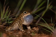 Kreuzkröte, Bufo calamita