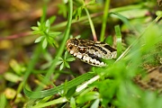 Kreuzotter, Vipera berus