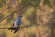 Kuckuck, Cuculus canorus