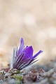 Küchenschelle, Pulsatilla vulgaris