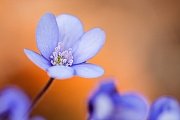 Leberblümchen, Hepatica nobilis