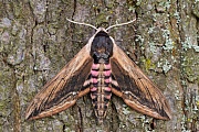 Ligusterschwärmer, Sphinx ligustri