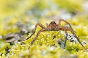 Listspinne, Pisaura mirabilis