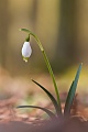 Märzenbecher, Leucojum vernum