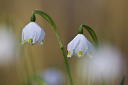 Märzenbecher, Leucojum vernum