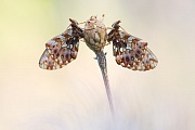 Magerrasen-Perlmutterfalter, Boloria dia