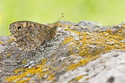 Mauerfuchs, Lasiommata megera