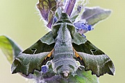 Nachtkerzenschwärmer, Proserpinus proserpina