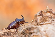 Nashornkäfer, Oryctes nasicornis