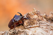 Nashornkäfer, Oryctes nasicornis