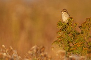 Neuntöter, Lanius collurio