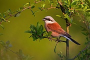 Neuntöter, Lanius collurio
