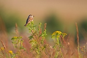 Neuntöter, Lanius collurio