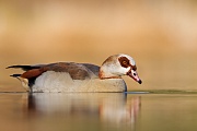 Nilgans, Alopochen aegyptiacus