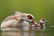 Nilgans, Alopochen aegyptiacus