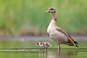 Nilgans, Alopochen aegyptiacus