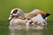 Nilgans, Alopochen aegyptiacus