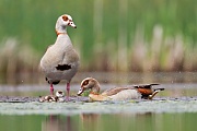 Nilgans, Alopochen aegyptiacus