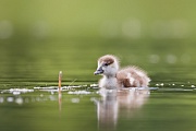 Nilgans, Alopochen aegyptiacus