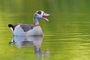 Nilgans, Alopochen aegyptiacus